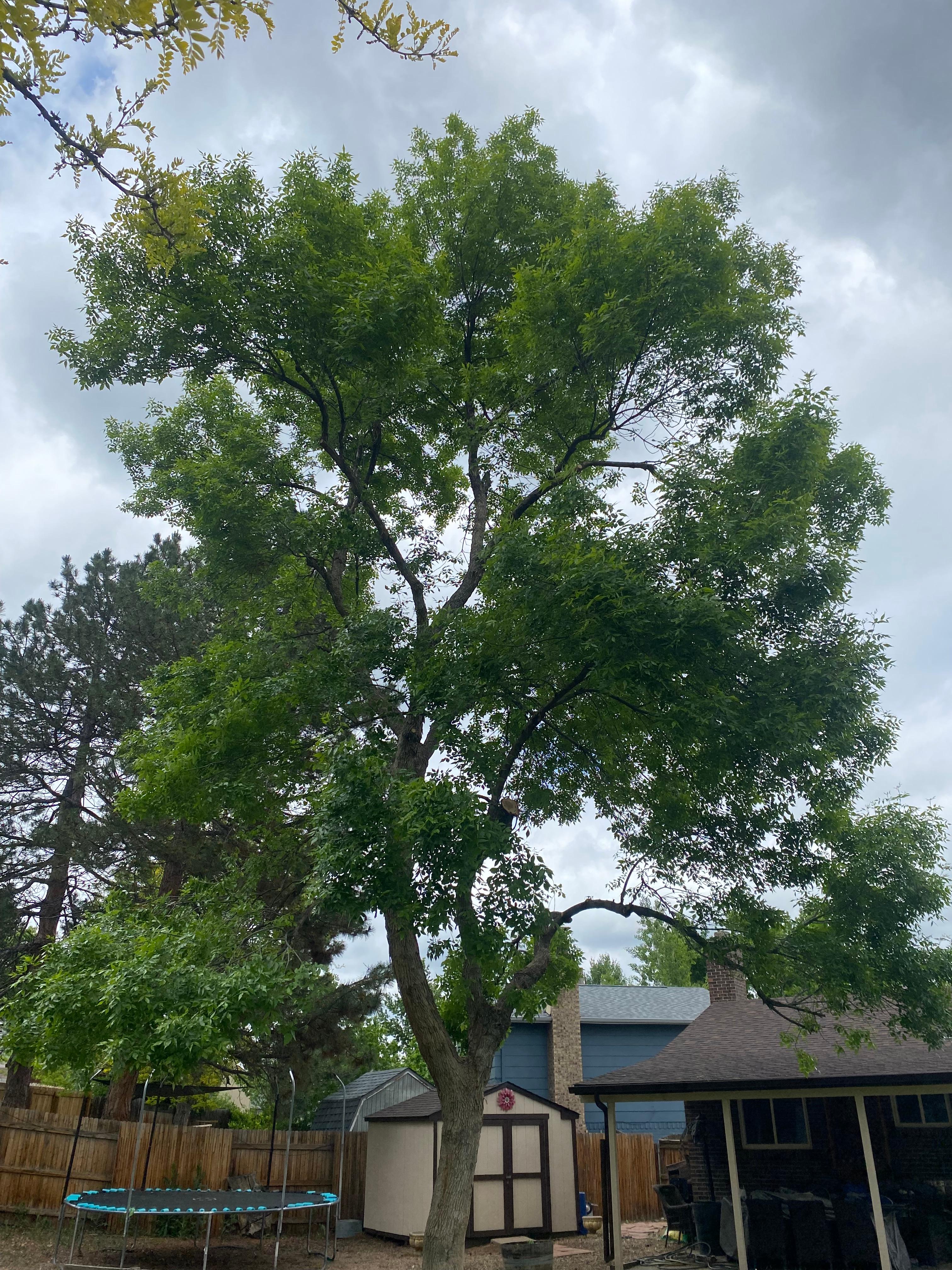 Ash Tree Detailed Prune - After