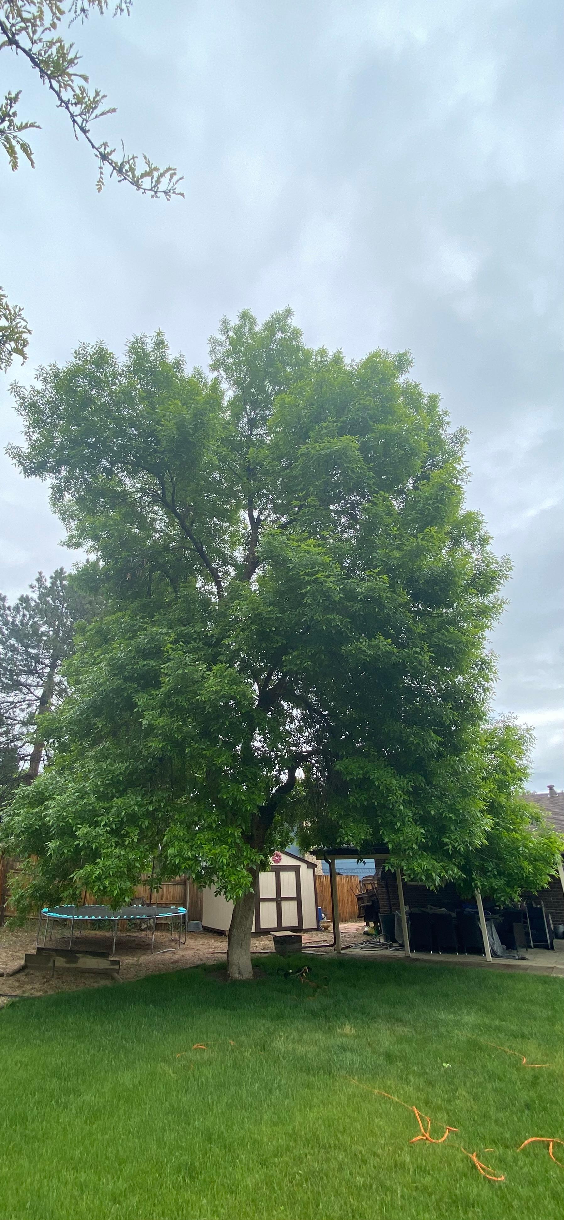 Ash Tree Detailed Prune - Before