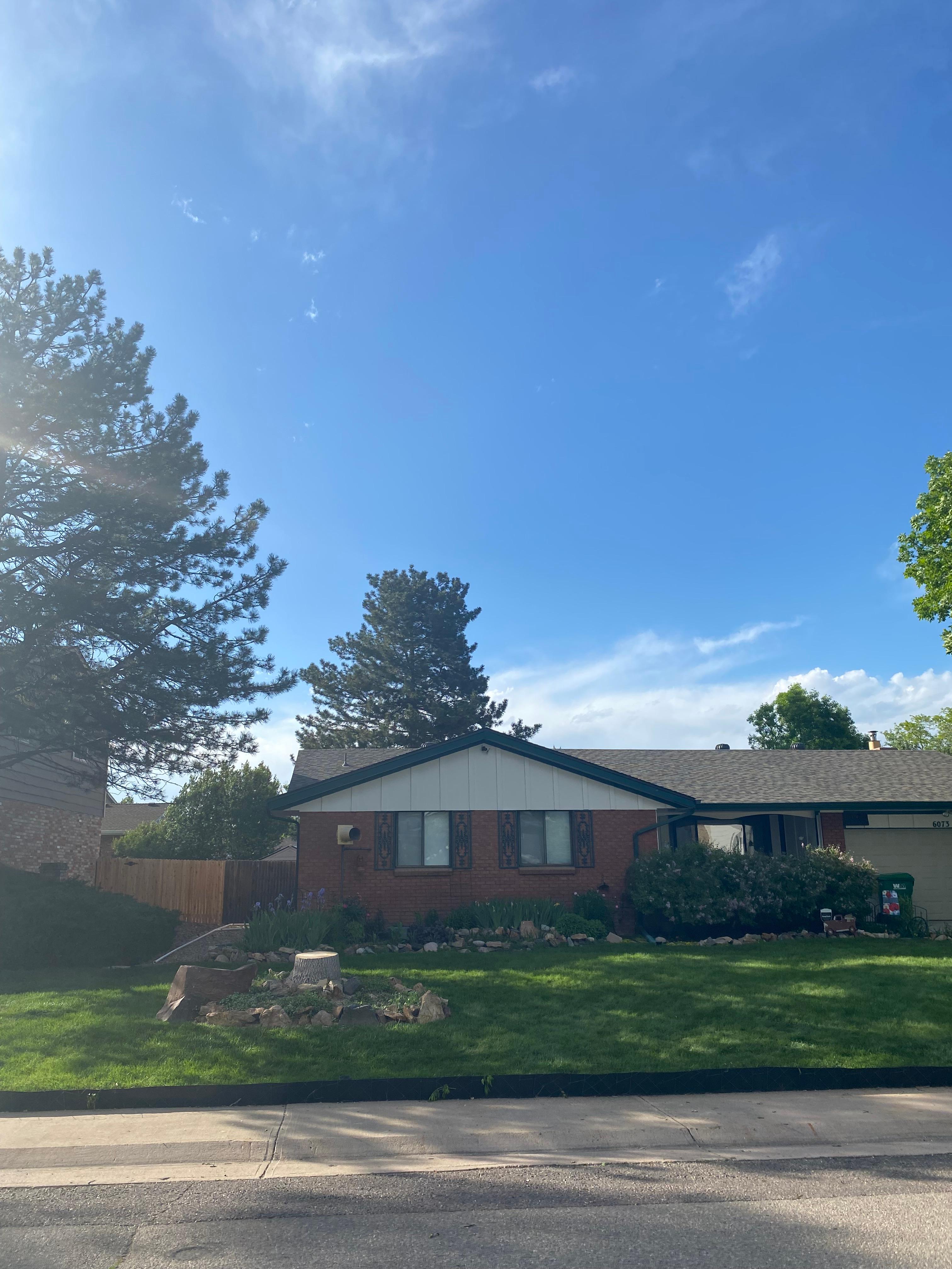 Ash Tree Removal - After