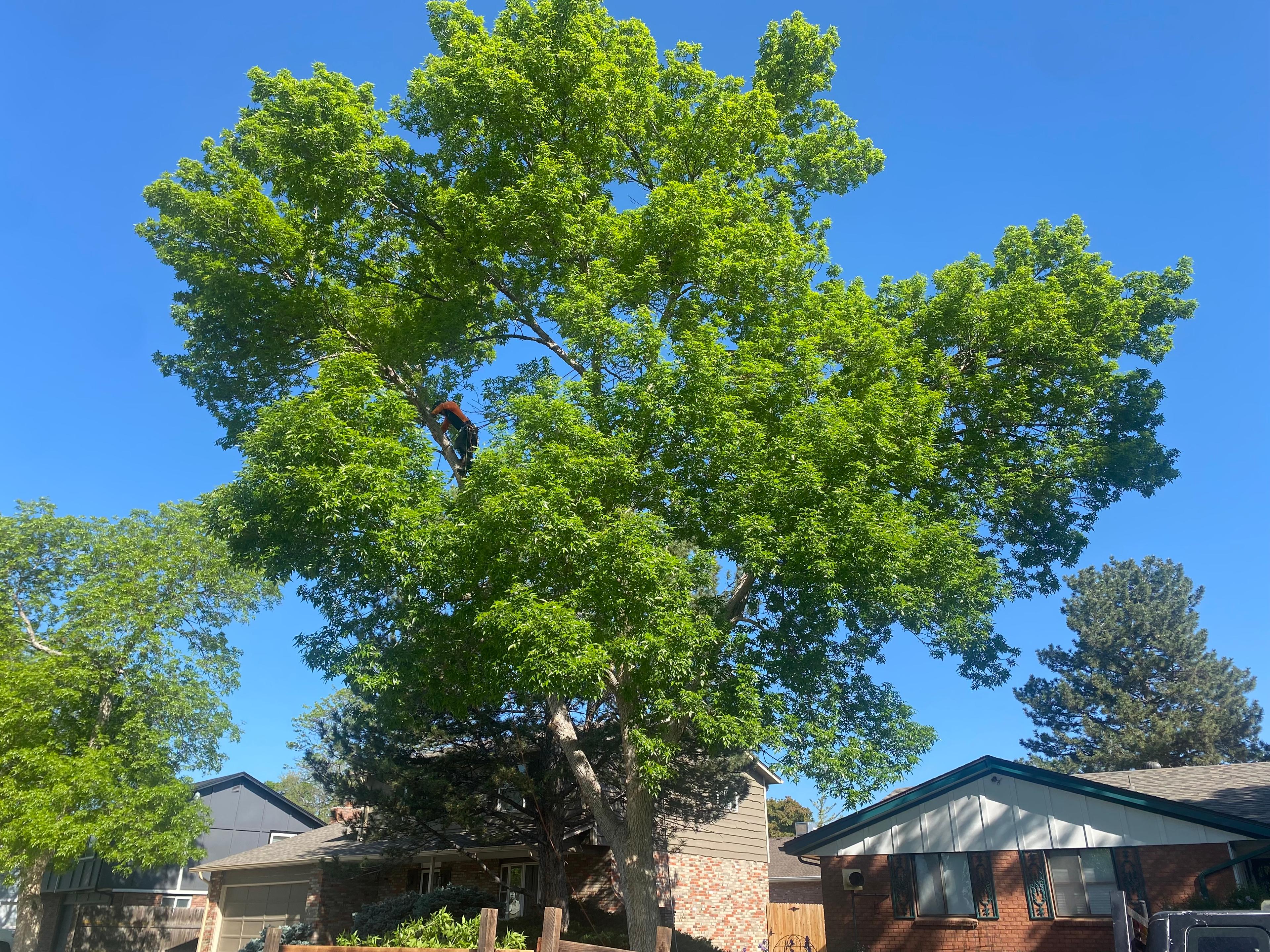 Ash Tree Removal - Before