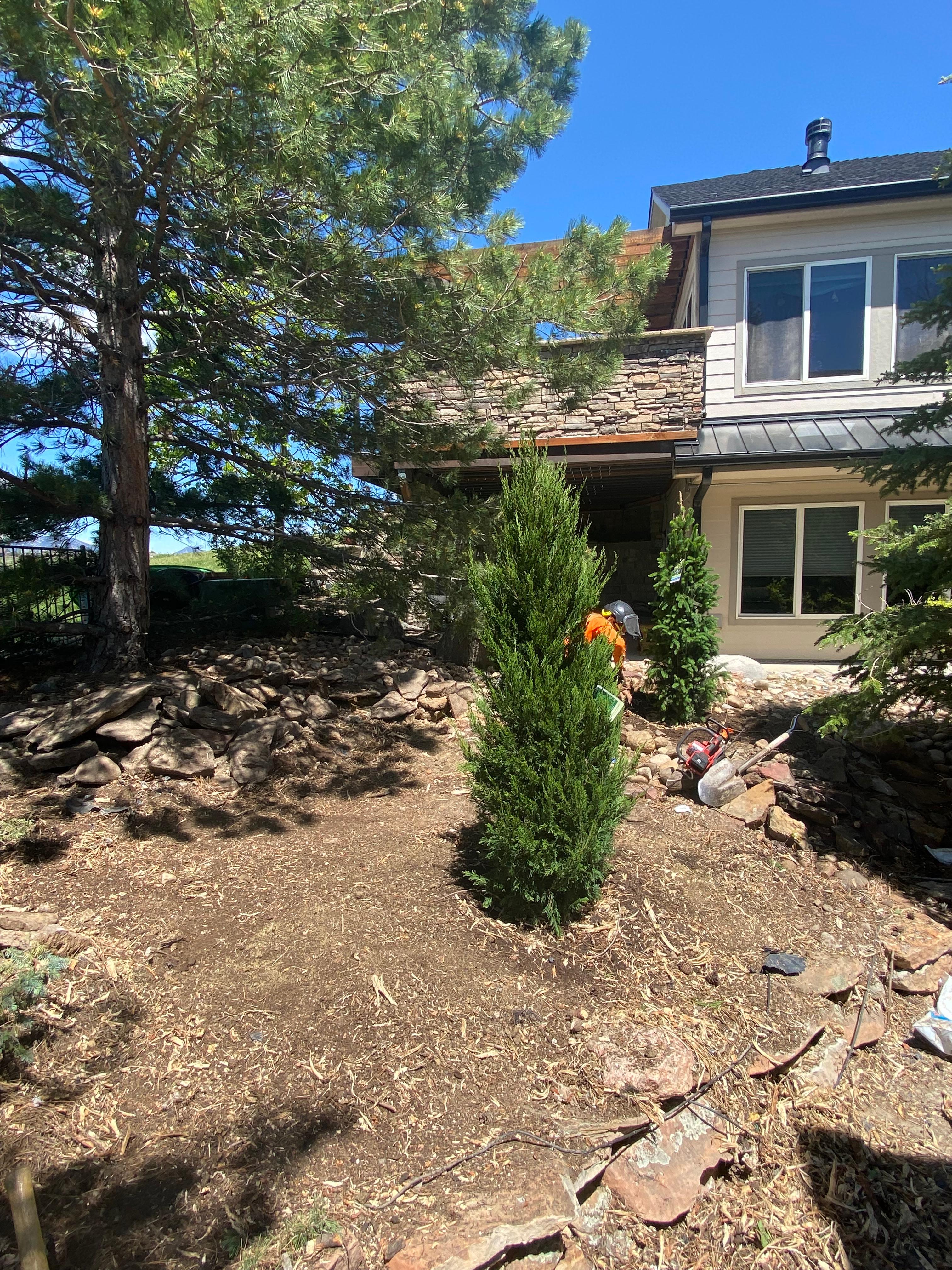 Upright Juniper Planting - After