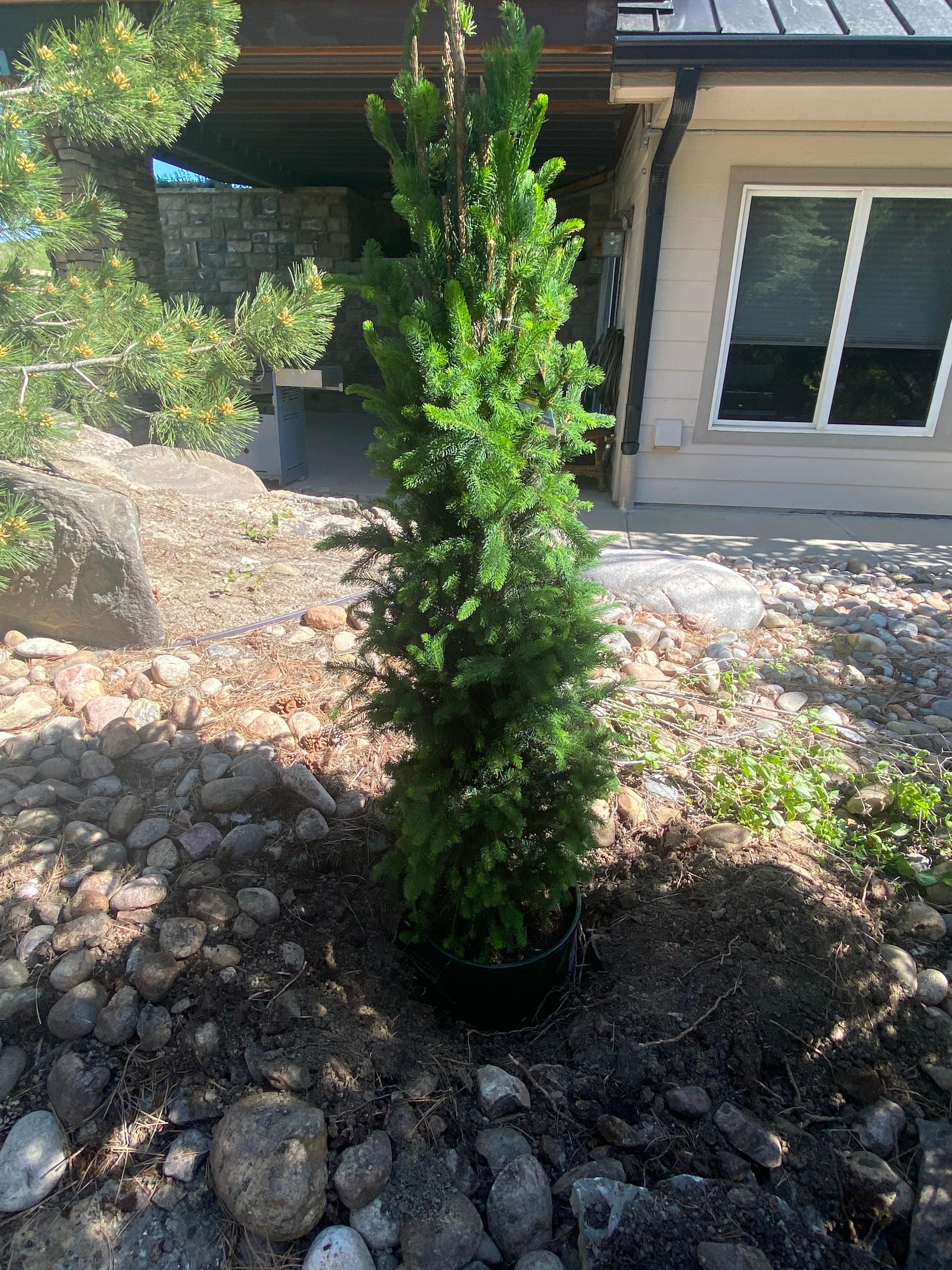 Upright Juniper Planting - Before