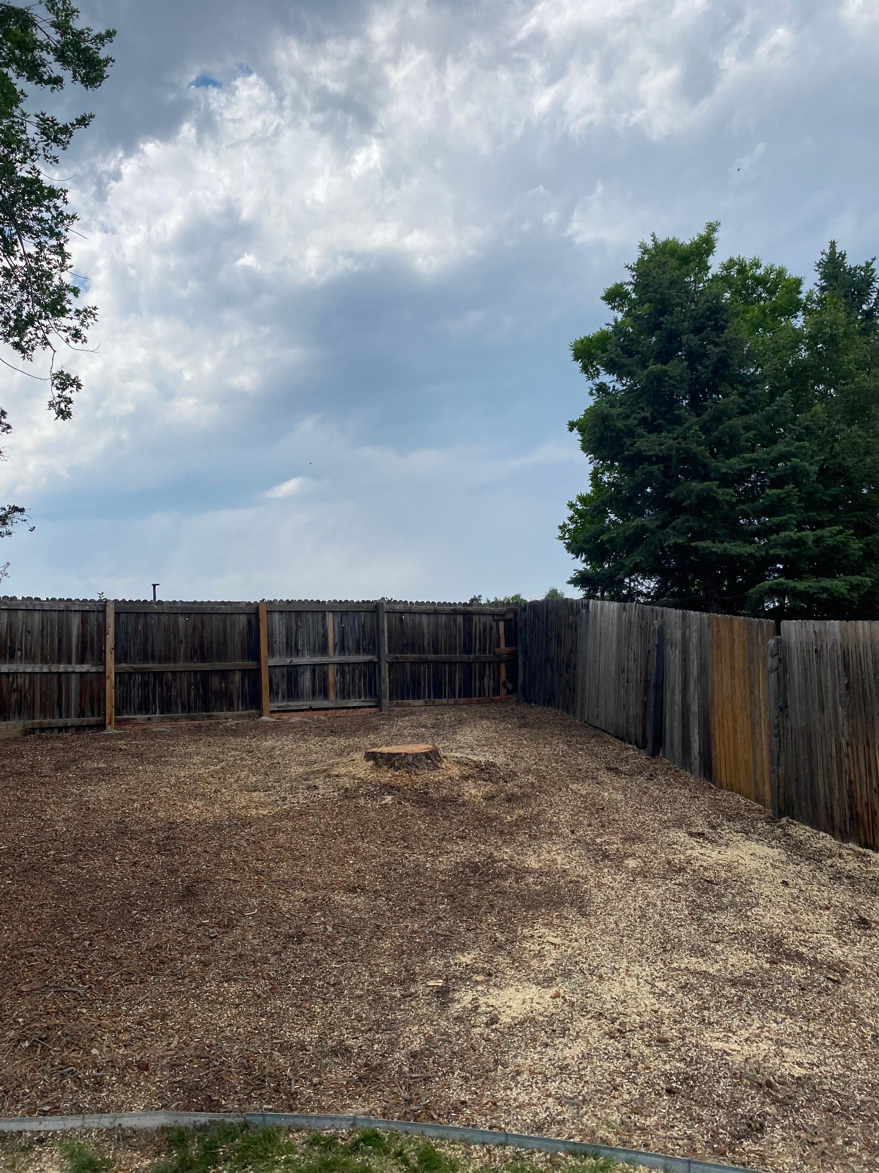 Ponderosa Pine Removal - After