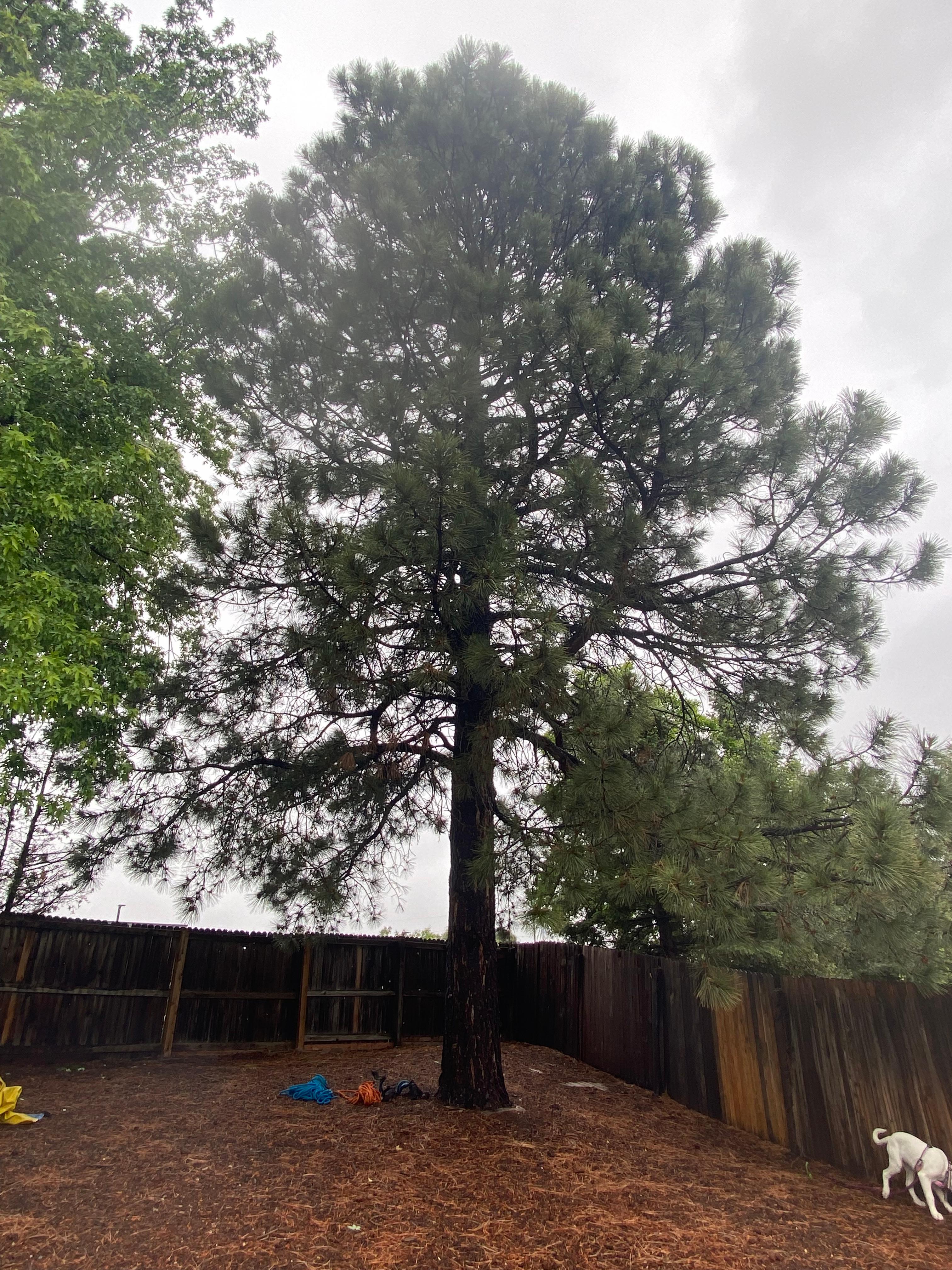 Ponderosa Pine Removal - Before
