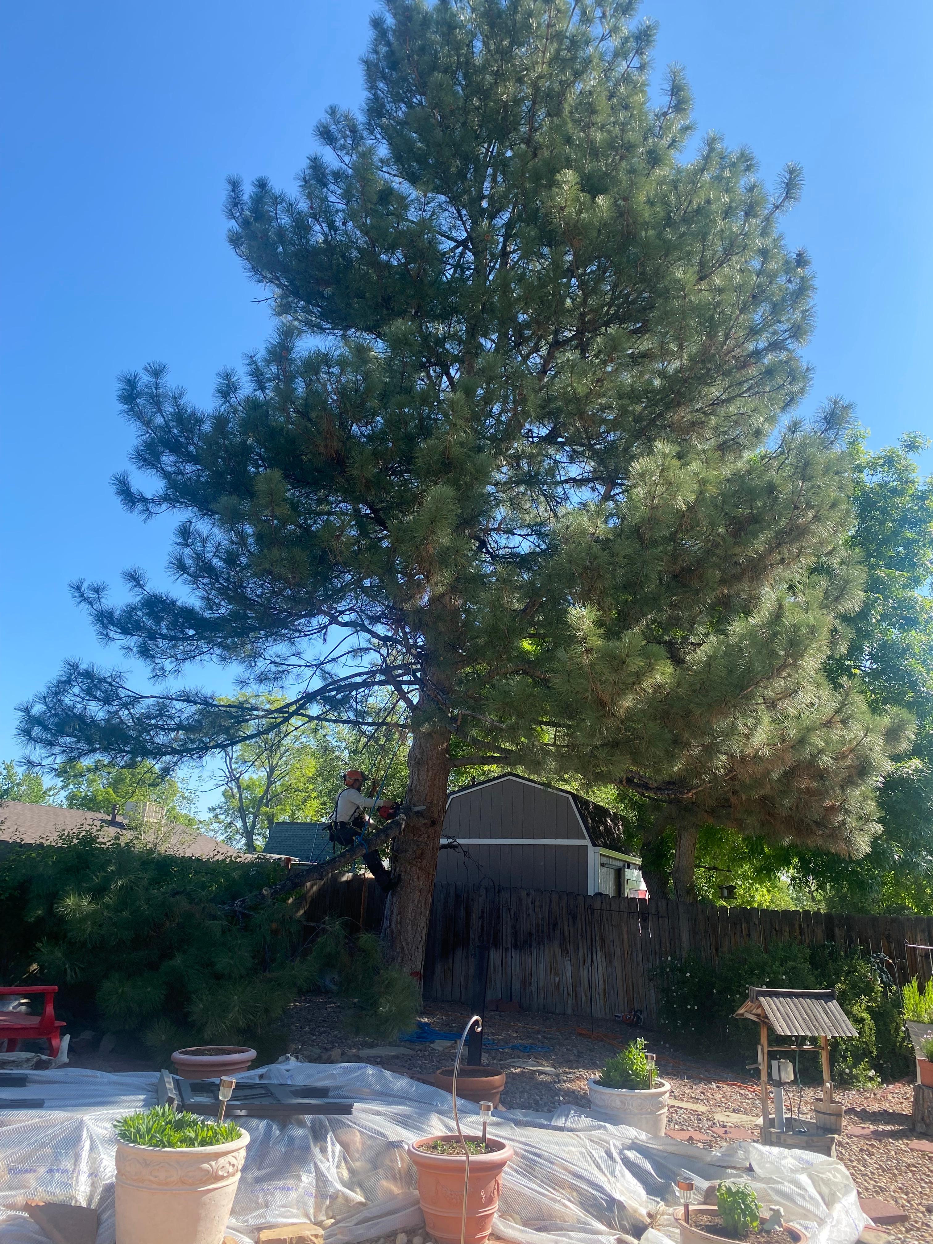 Ponderosa Pine + Custom Trunk - Before