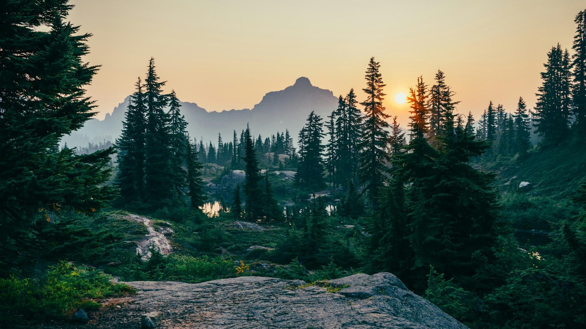 Beautiful tree landscape